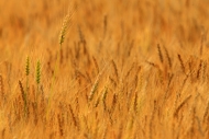 Abstract;Abstraction;Agricultural;Agriculture;Brown;Calm;Close-up;Farm;Farming;F